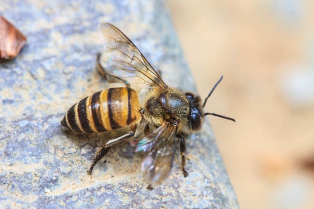 Bee